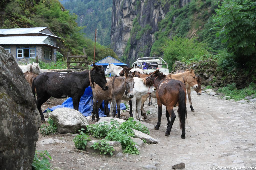 Donkeys in Dharapani.